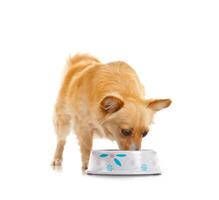 A dog eating from a bowl on a white background photo