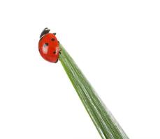 A ladybug on top of a green blade of grass photo