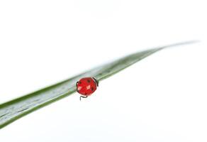 A ladybug on a leaf with water droplets photo