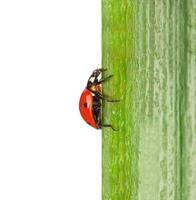 A ladybug on a green leaf photo