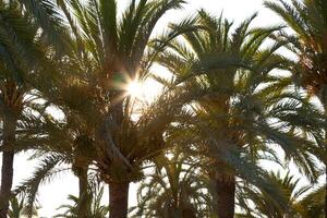 Sun beam in palm leaf. photo