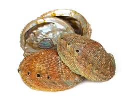 Three shells are sitting on top of each other photo