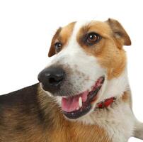 Mongrel stray dog photo