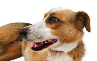 Mongrel stray dog photo