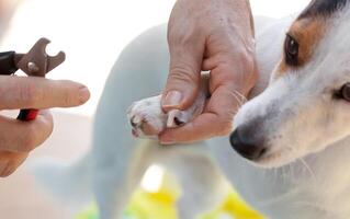 Shears for cutting the nails of the dog photo