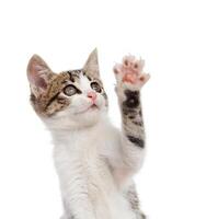 Puppy cat greeting with paw photo