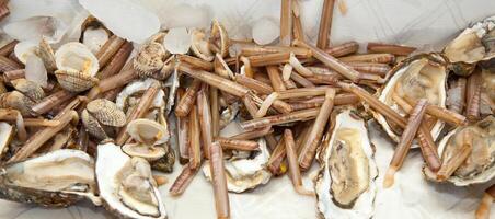 Razor clams with oysters on ice photo