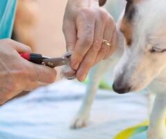 Shears for cutting the nails of the dog photo