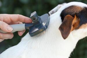 Grooming a jack russel with brush photo