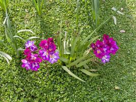 Beautiful purple freesia photo