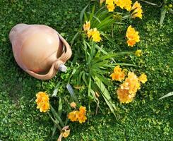 Beautiful yellow freesia photo