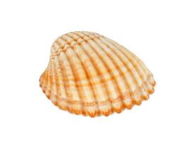 One shell isolated on white photo