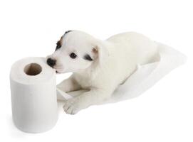Jack Russell puppy with toilet paper photo