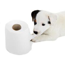 Jack Russell puppy with toilet paper photo