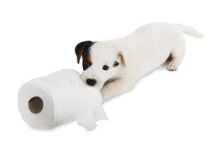 Jack Russell puppy with toilet paper photo