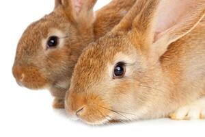 Tow cute rabbits sitting photo