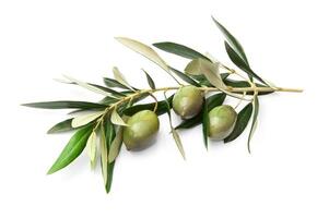 Olives on branch with leaves photo