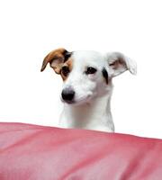Jack russel terrier studio shot photo