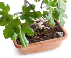 Bonsai fig tree photo