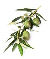 Olives on branch with leaves photo