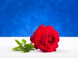 One red rose on white table photo