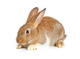 One cute rabbit sitting photo