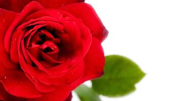 Macro of red rose photo