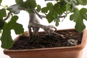 Roots of bonsai fig tree photo