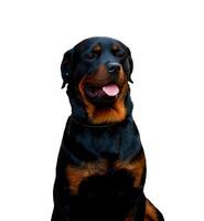 Rottweiler dog isolated on white background photo