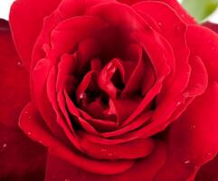 Macro of red rose photo