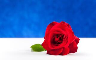 One red rose on white table photo