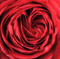 Macro of red rose photo