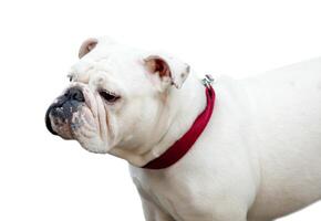 Bulldog isolated on white photo