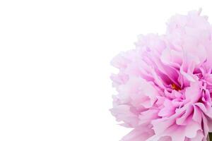 One pink peony isolated on white background photo