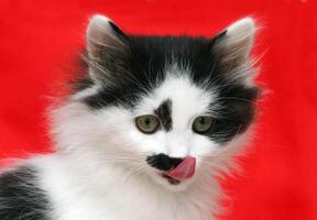 Puppy cat on red background photo