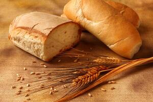 Bread rye spikelets on an old background photo