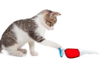 Puppy cat with 3d glasses photo