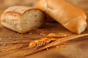 Bread rye spikelets on an old background photo