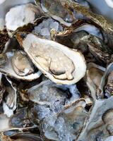 Fresh oysters in crushed ice. photo