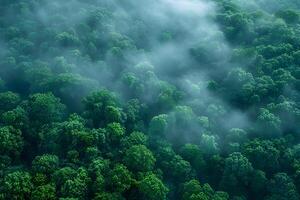 Lush Green Forest with Misty Ambiance for Nature and Relaxation Themes photo