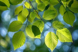 Sunlit Green Leaves on Tree Branch with Bokeh Background for Nature Design photo