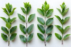 Collection of Varied Green Leaves on White Background for Botanical Study and Design photo