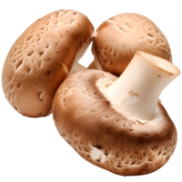 Champignon mushroom on isolated background png