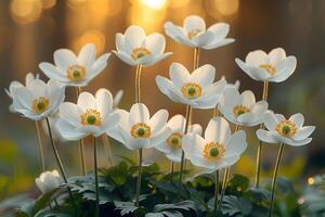 Springtime Bloom Elegant White Spring Flowers with Sunset Glow for Nature Design photo