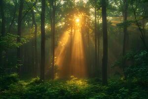 Enchanting Forest Sunrise with Sunrays Filtering Through Lush Trees photo