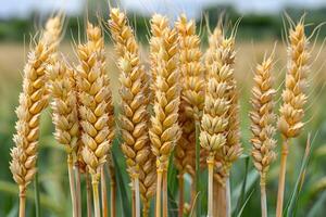 Golden Wheat Ears in a Lush Field Against a Blurred Green Background photo
