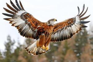 Majestic Red Kite in Flight with Outstretched Wings in Forest Setting photo