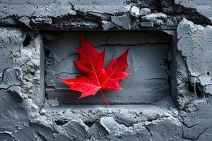 Vibrant Red Maple Leaf on Weathered Concrete Surface for Artistic Design photo