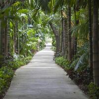 A paved pathway lined with palm trees and green plants photo