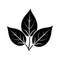 Coriander Plant Design - Illustration of Fresh Herb for Culinary and Botanical Themes vector
